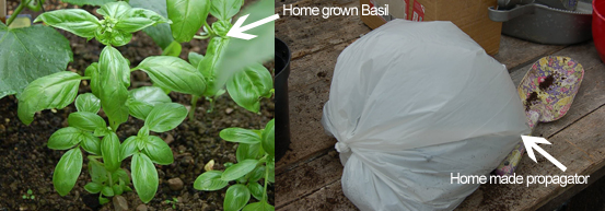 How to grow Basil in a home made propagator