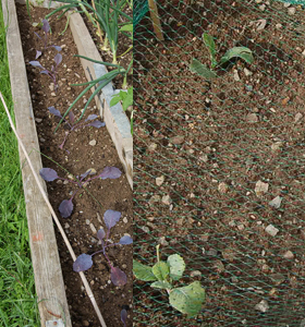 How to grow Cabbage