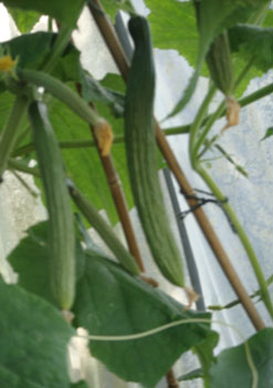 How to grow Cucumber
