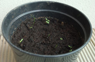 Apartment Gardening: Grow your own Herbs