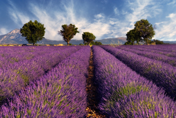 This season&rsquo;s scent is lavender