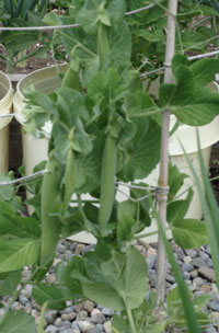 How to grow peas