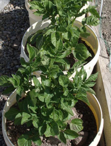 This years potatoes are in bloom