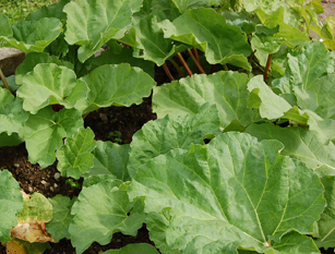 How to grow Rhubarb
