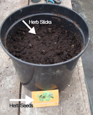 Apartment Gardening: Herbs
