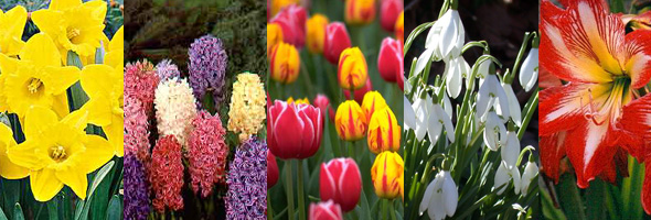 5 must have Spring bulbs for your garden