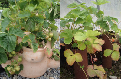 How to Grow Strawberries