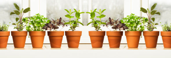 Grow Your Own Fresh Fruit and Vegetables