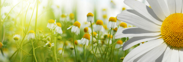 Find Garden Inspiration at Bloom in Phoenix Park