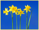 Help us support Daffodil Day 2011