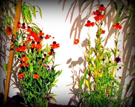 August gardening tips