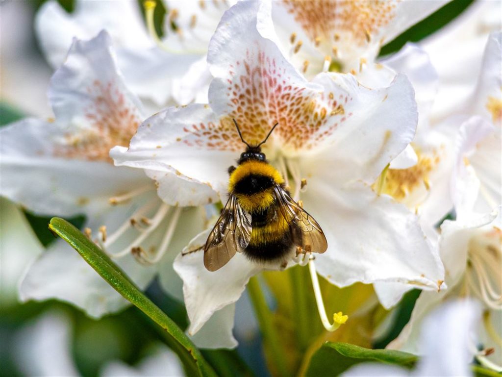 Five of the best gardens from homes for sale on MyHome
