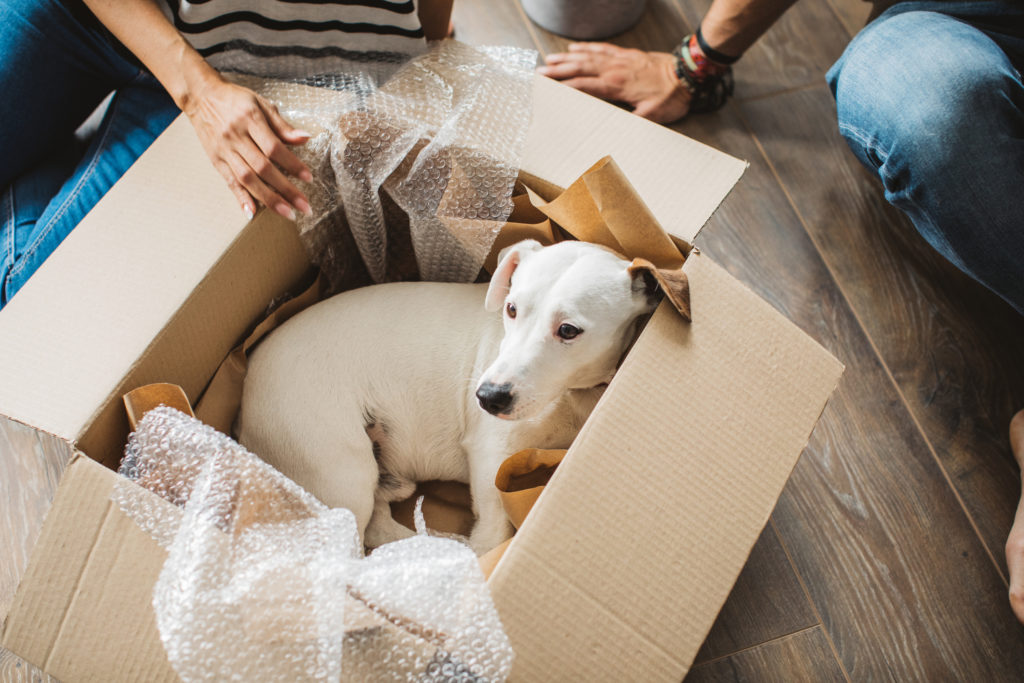 Why is it so hard to rent with pets?